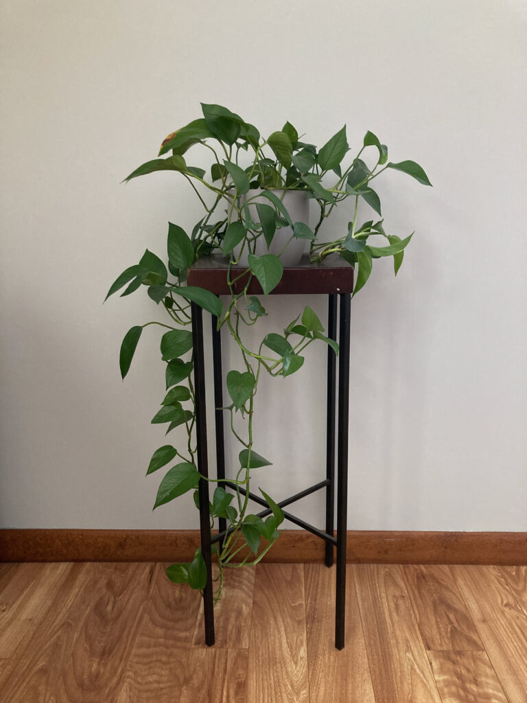 Natural esthetic vining house plant to help detox your home