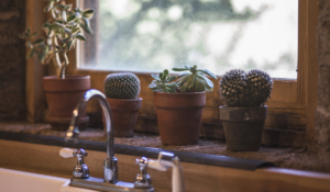 Detox home kitchen windowsill with plants