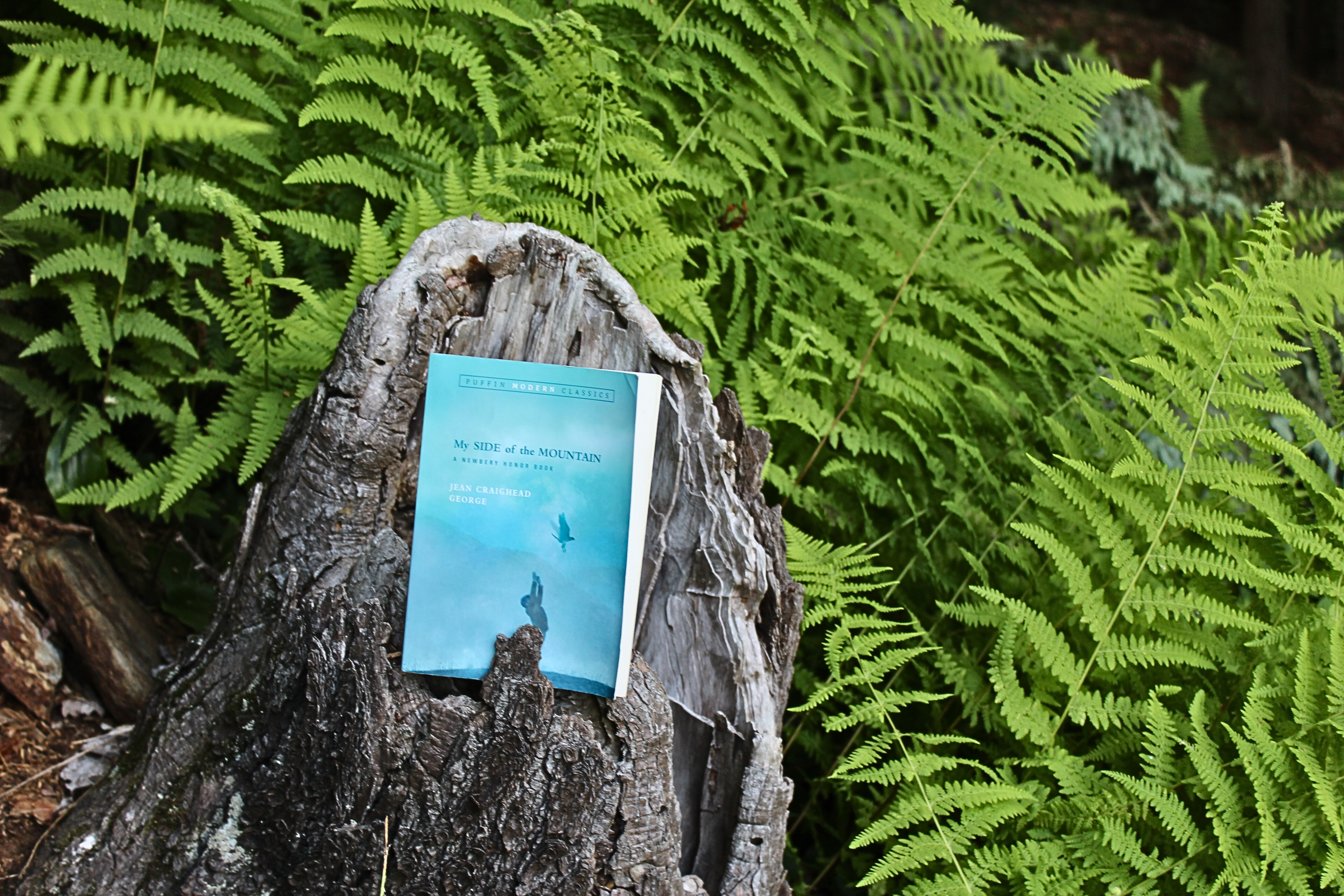 Chapter book placed on a stump surrounded by ferns