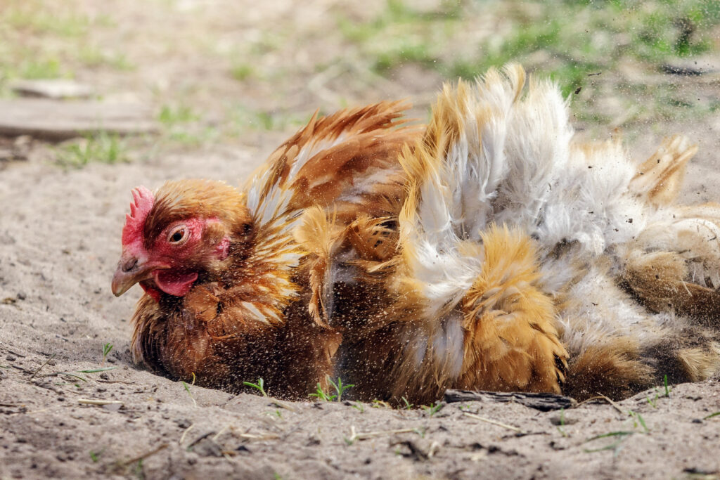 Hen taking a dust bath with fluffed feathers and dust flying around her