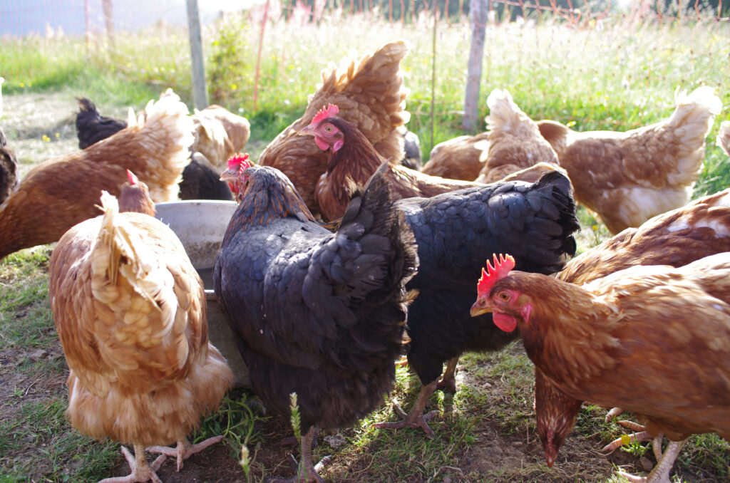 Backyard chickens congregating in the yard
