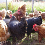 Chickens in yard