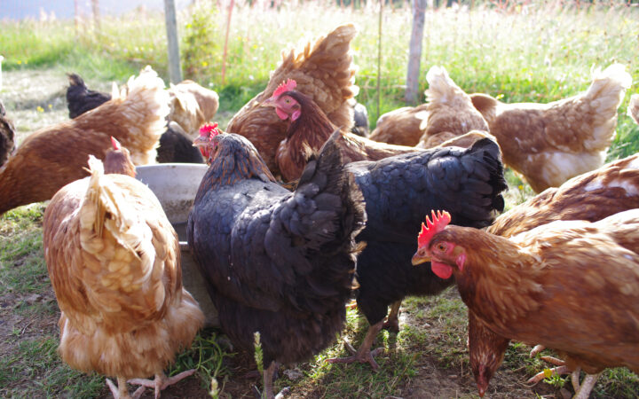 Chickens in yard