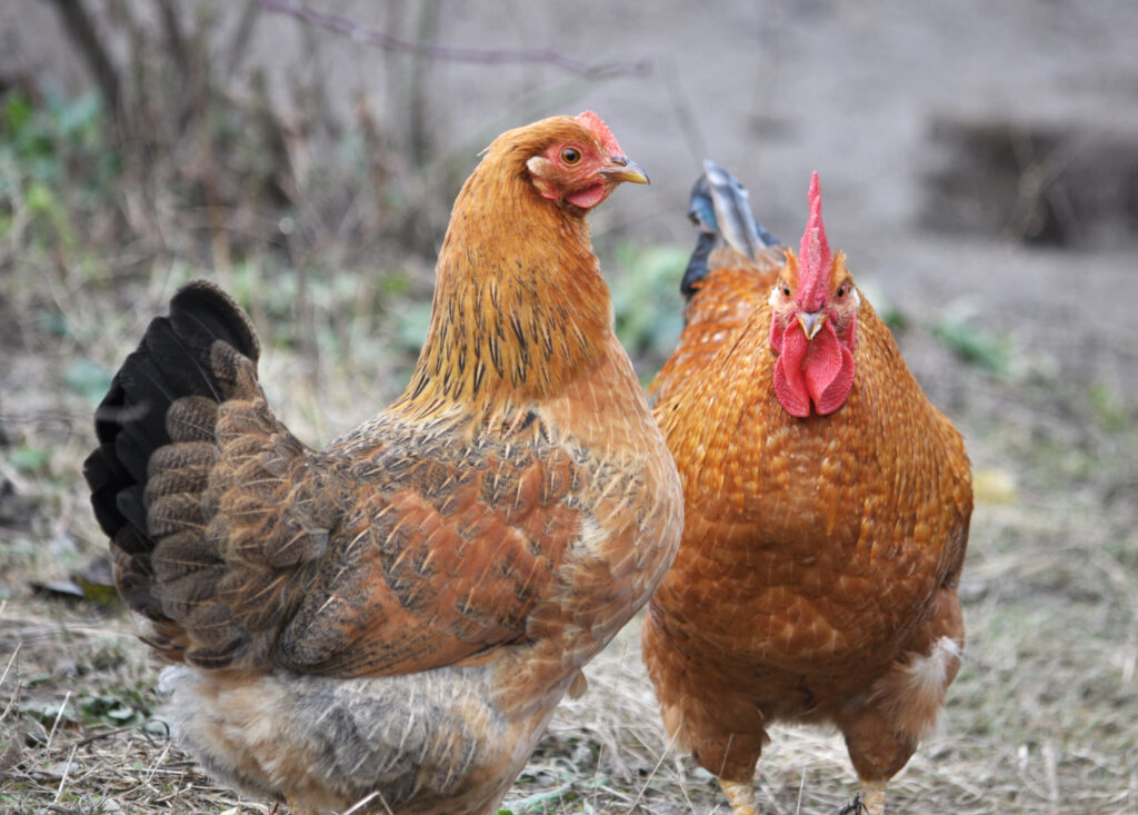 Two hens standing in a field of brush