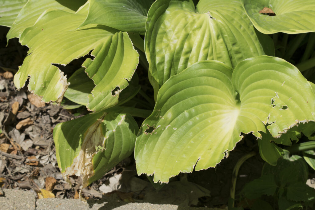 Damaged hosta plants from chickens eating them