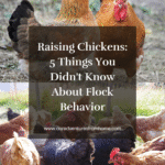 Chickens in a yard with words over it that says Raising Chickens 5 Things You Didnt Know About Chicken Behavior