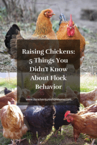 Chickens in a yard with words over it that says Raising Chickens 5 Things You Didnt Know About Chicken Behavior