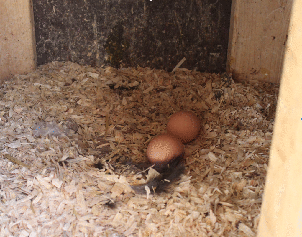 two brown eggs in a laying box with chicken feathers